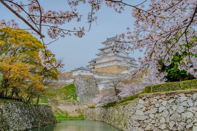 姫路城の桜