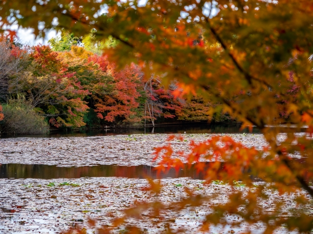 龍安寺 鏡容池の紅葉