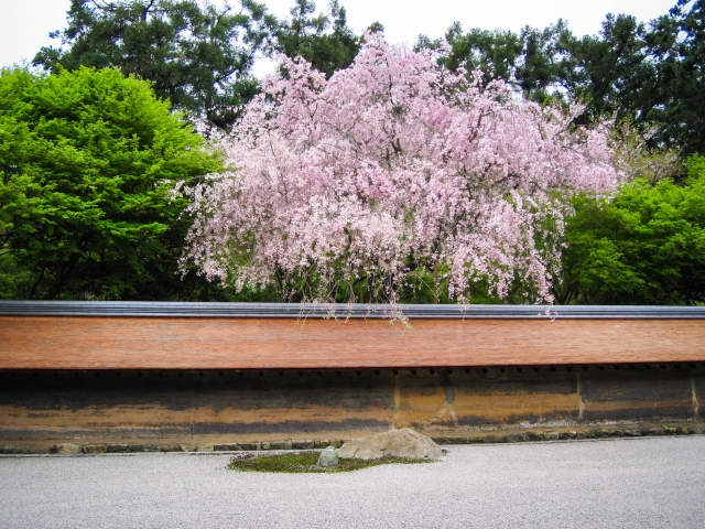 龍安寺 枯山水と桜