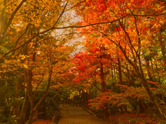 龍安寺 紅葉