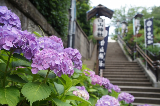 白山神社とアジサイ