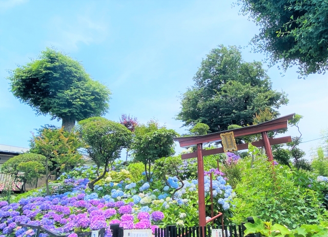 白山神社の鳥居とアジサイ