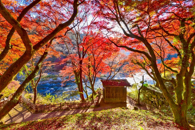 香嵐渓の川沿いの紅葉