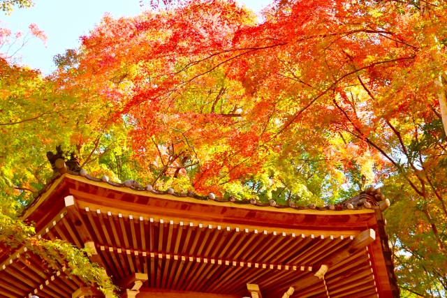 紅葉に染まる香嵐渓 太子堂