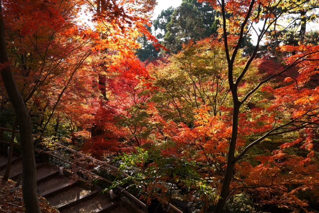 北野天満宮　紅葉苑