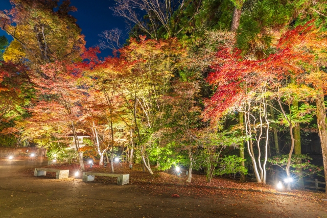 京都府　 北野天満宮の紅葉・夜間特別拝観