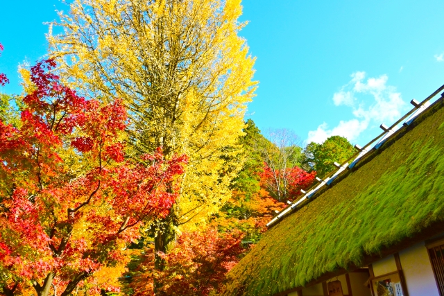 紅葉に染まる香嵐渓三州足助屋敷のイチョウ