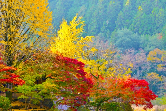 朝の柔らかい日差しに染まる　香嵐渓の紅葉